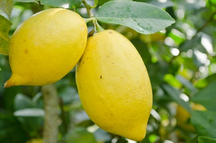 Лимон на ветке