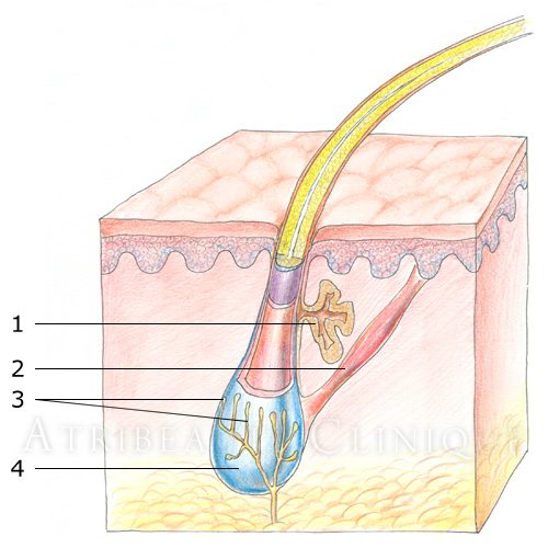 Анатомия волосяного фолликула